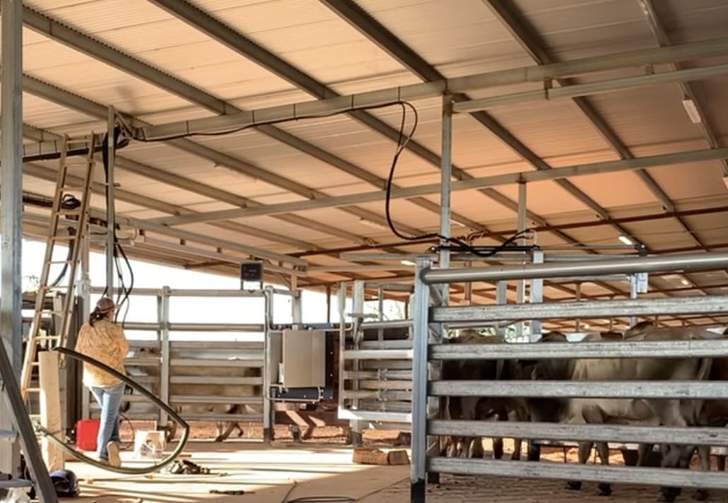Mariah reads the cattle from the new unload built, below. This now ensures a full RFID list on entry, with information downloaded straight into the office via wifi – another huge benefit for efficiency.