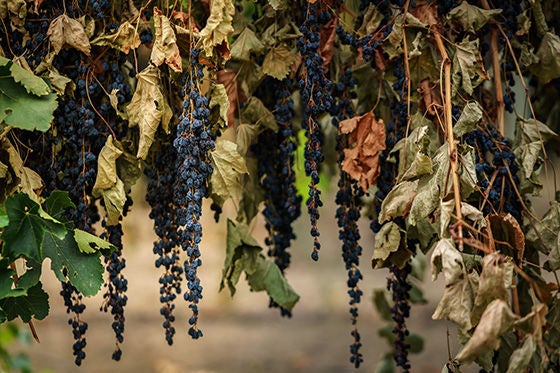Lory Grapes