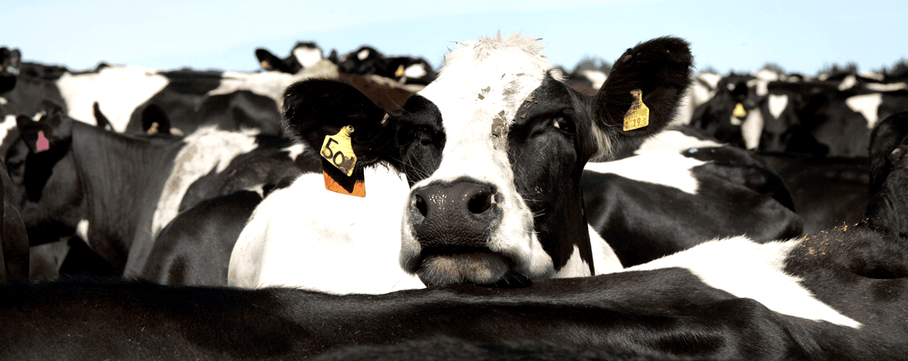 Cattle