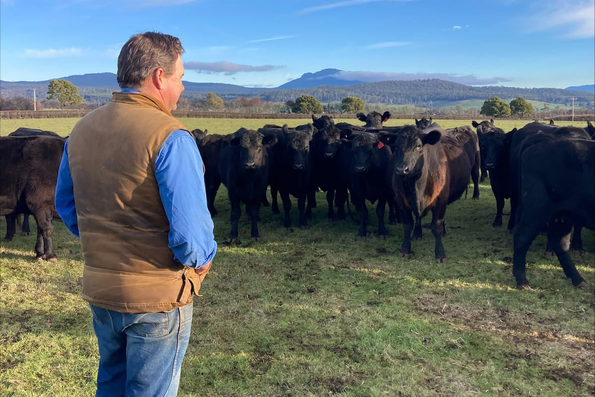 A move into Wagyu production has been a business boon for the Gee family.