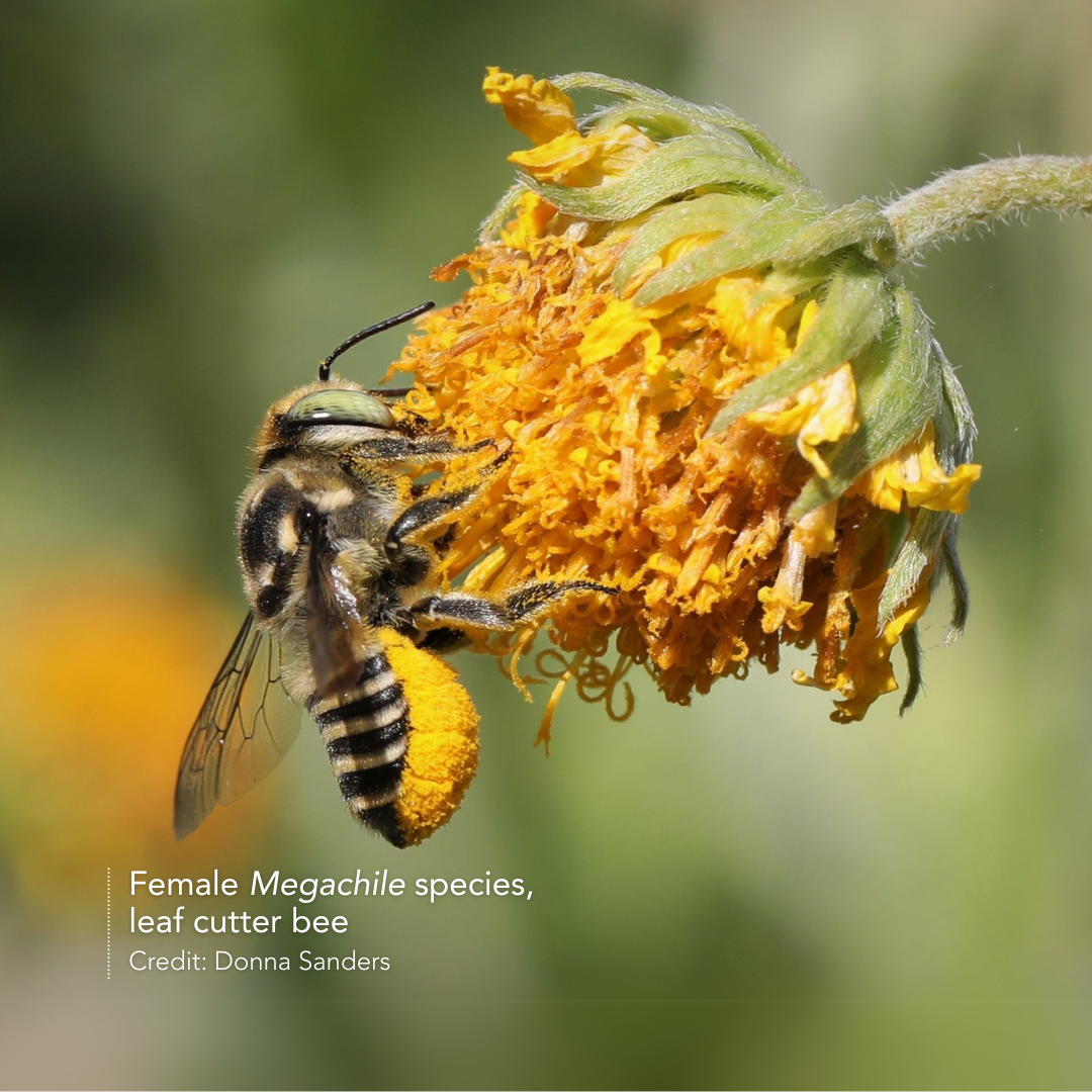 Leaf cutter bee