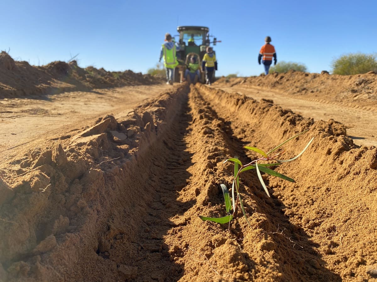 The project has been a family affair, with the Nixons’ three children planting the bulk of the 200,000 trees during their school holidays, along with the help of the farm team.