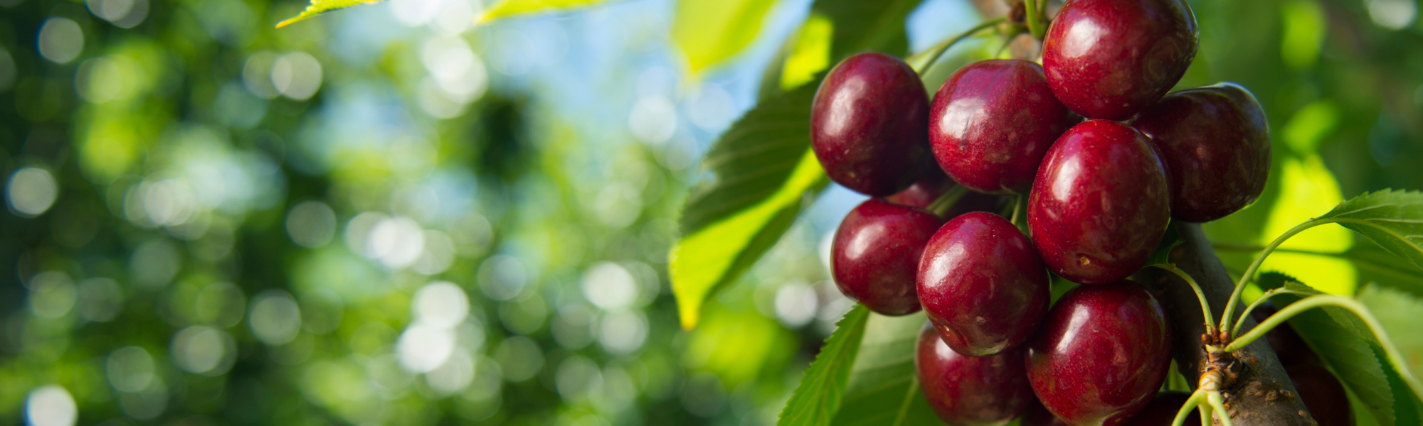 cherries