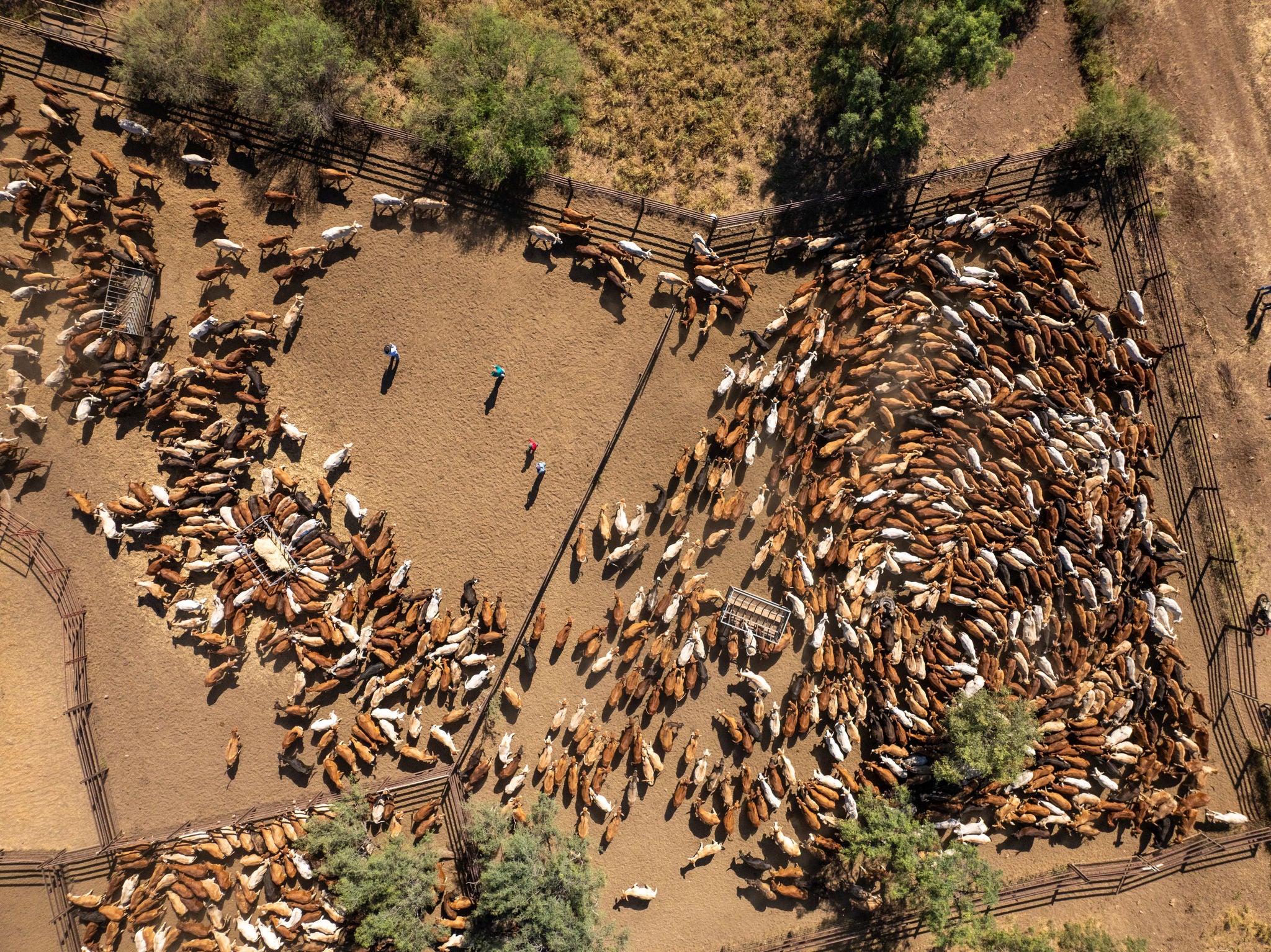 drone-shot-cattle