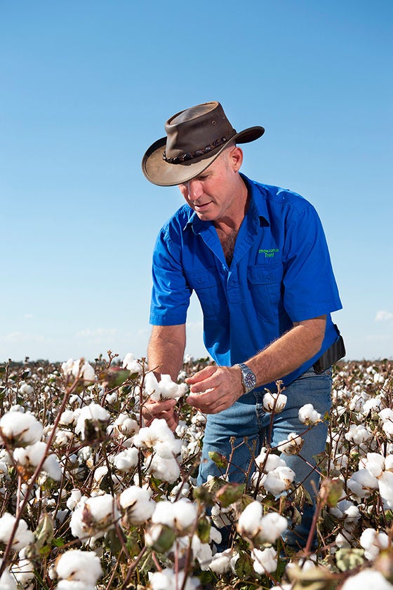 Gardiner Family - Cotton 