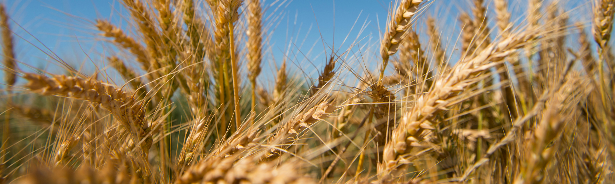 wheat