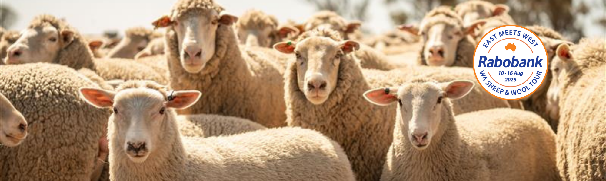 WA sheep wool tour banner
