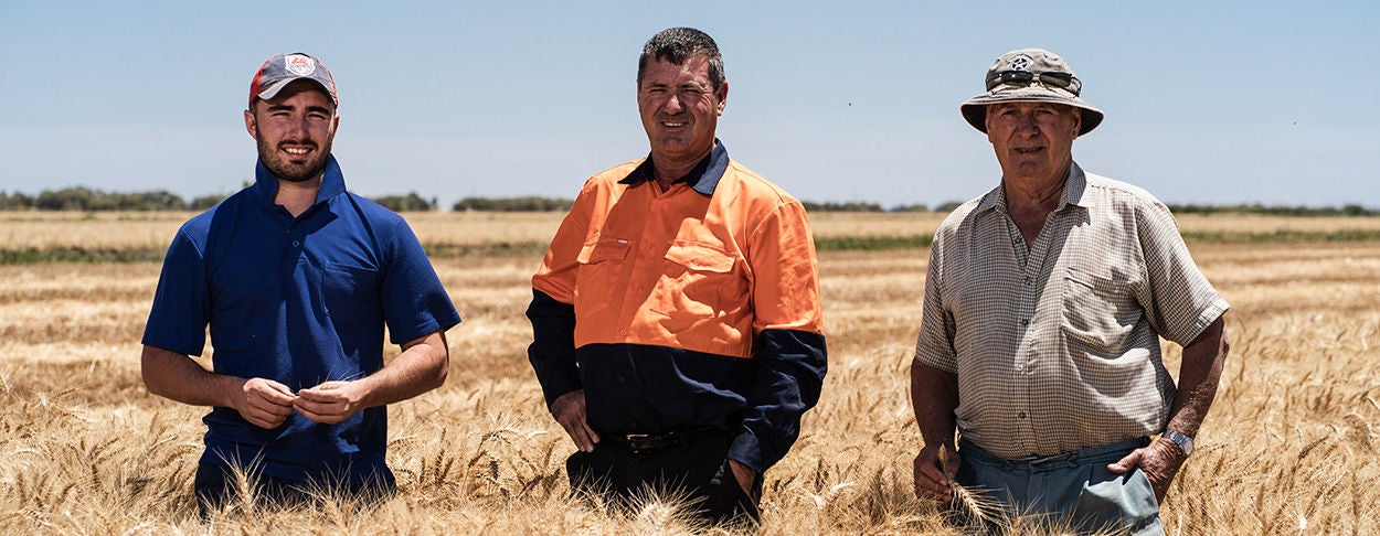 Andreazza Farm, Wheat, Glen Andreazza, Daniel Andreazza, Angelo Andreazza