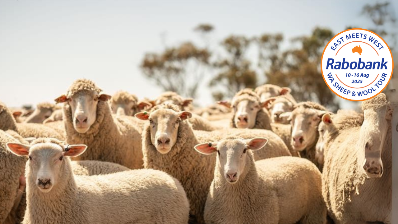 WA sheep wool tour 2025