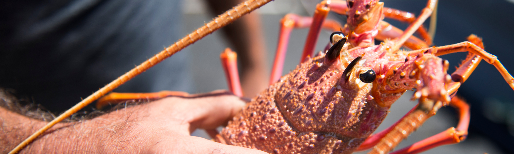 lobster