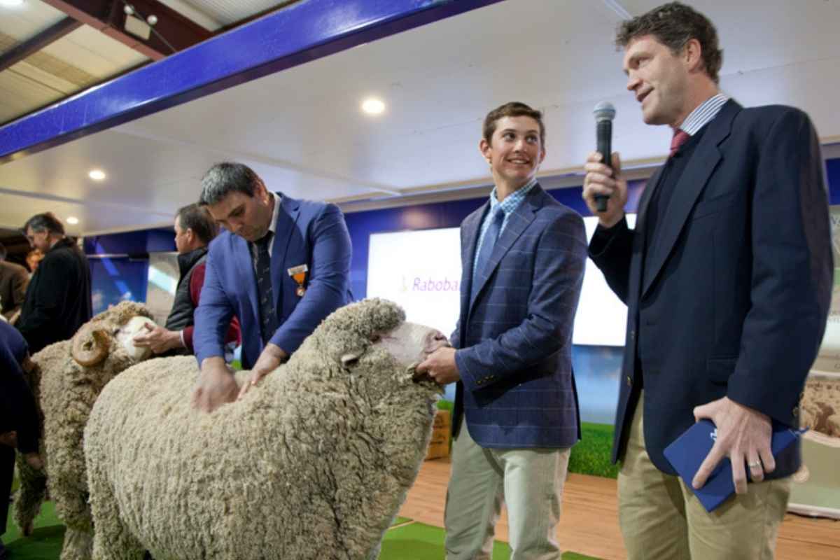 image-blog - dubbo-sheep-show