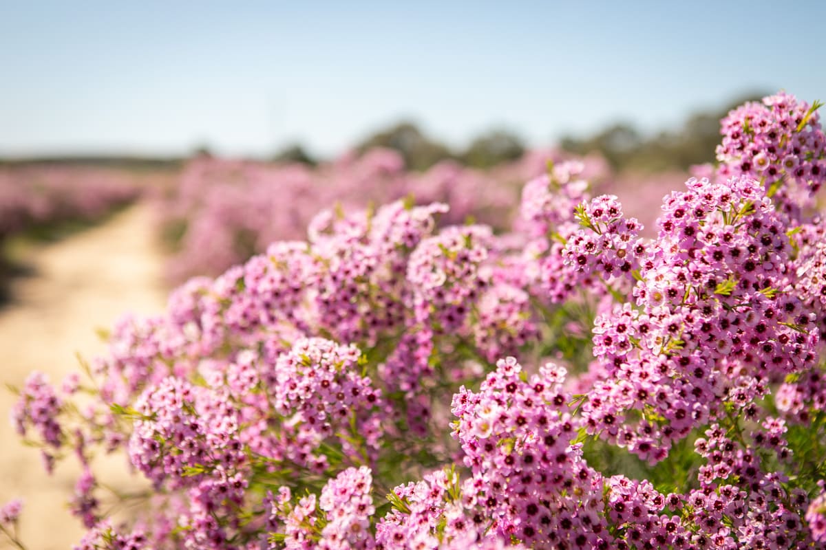 A Waxflower field 