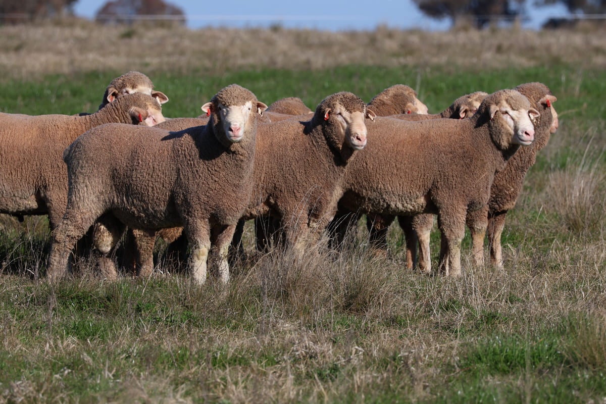 The Boufflers’ redesign a modern sheep and wool operation
