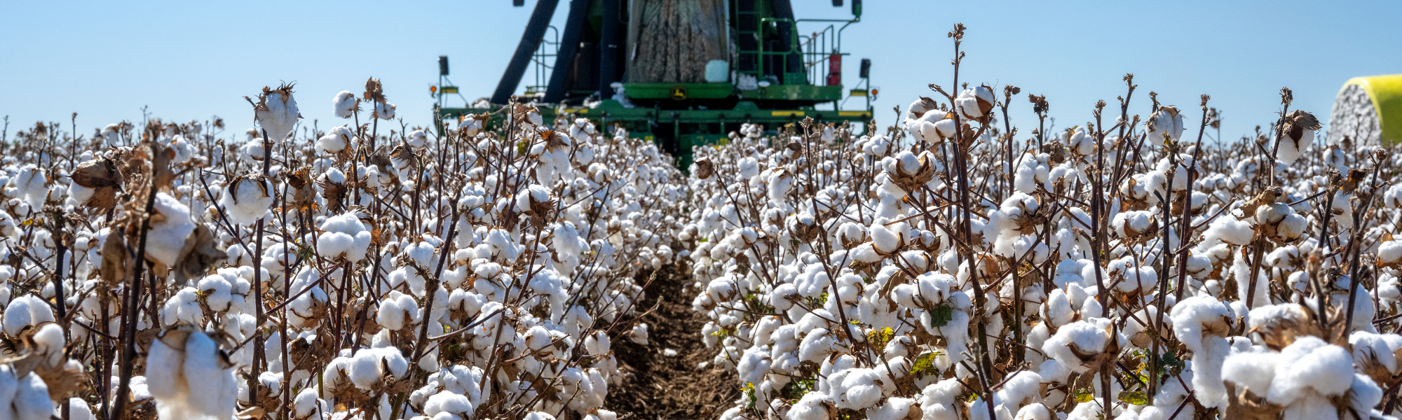 cotton
