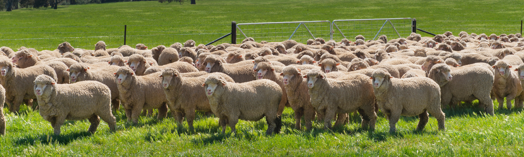 sheep