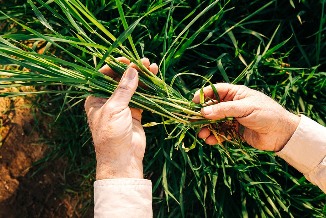 Inspecting crop
