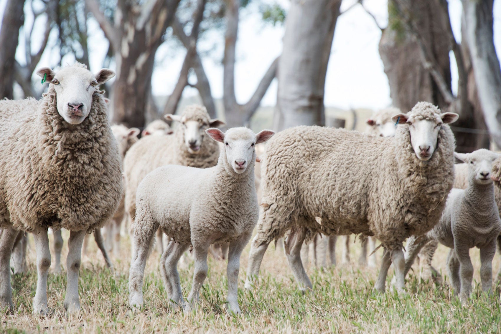 Meet the Warrnambool Team