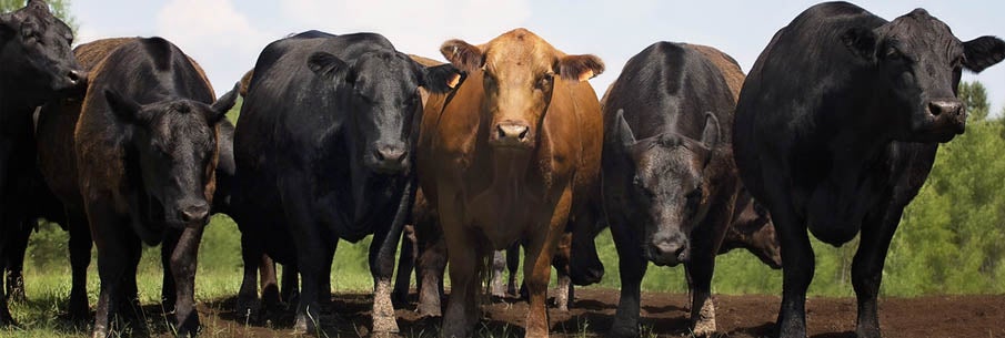 Beef Prices