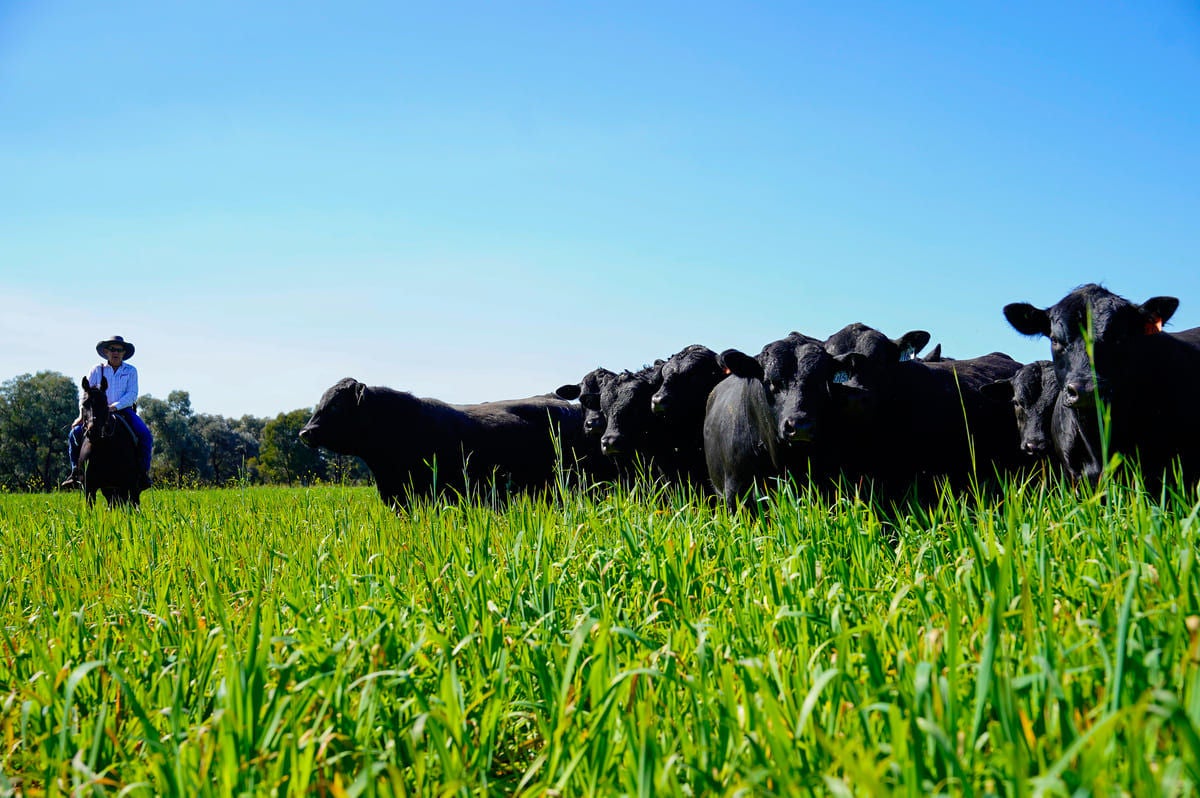Glenoch Angus is underpinned by 50 years of genetic refinement.