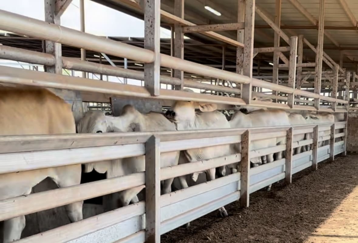 With the whole side of this race hydraulic, width can be adjusted depending on the size of the cattle. This initiative was designed by Don and his team, and is one of the greatest game changers for the operation when it comes to handling cattle safely, and minimising labour requirements.