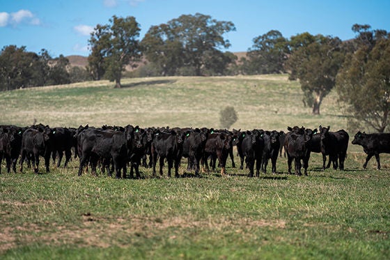 Hartley Grazing 