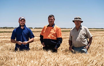 Andreazza Farm, Wheat, Glen Andreazza, Daniel Andreazza, Angelo Andreazza