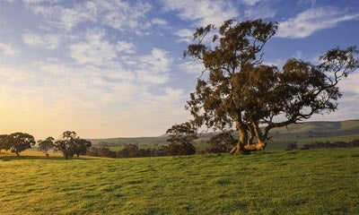 RaboResearch Agribusiness Monthly