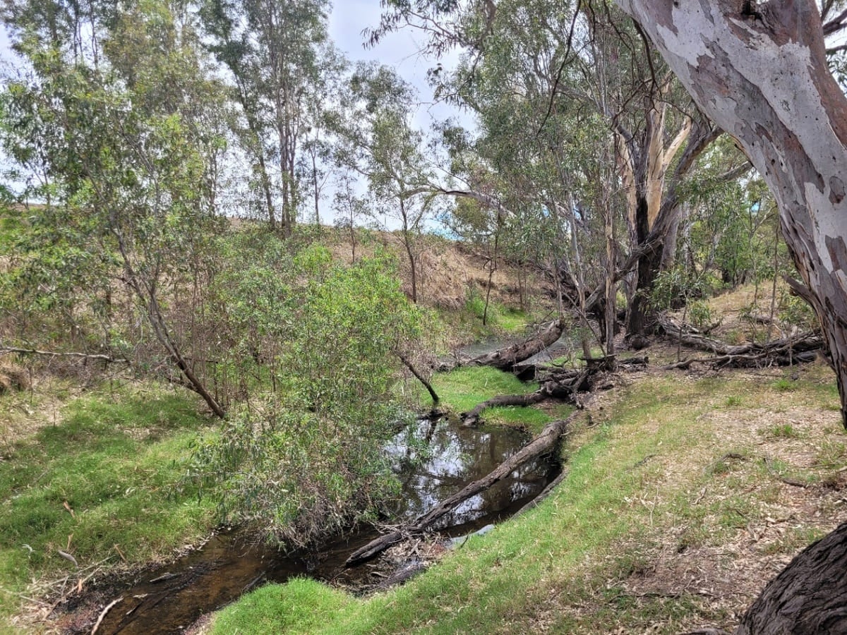 Environmental Plantings project off the ground at Gundagai