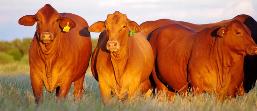 Cattle