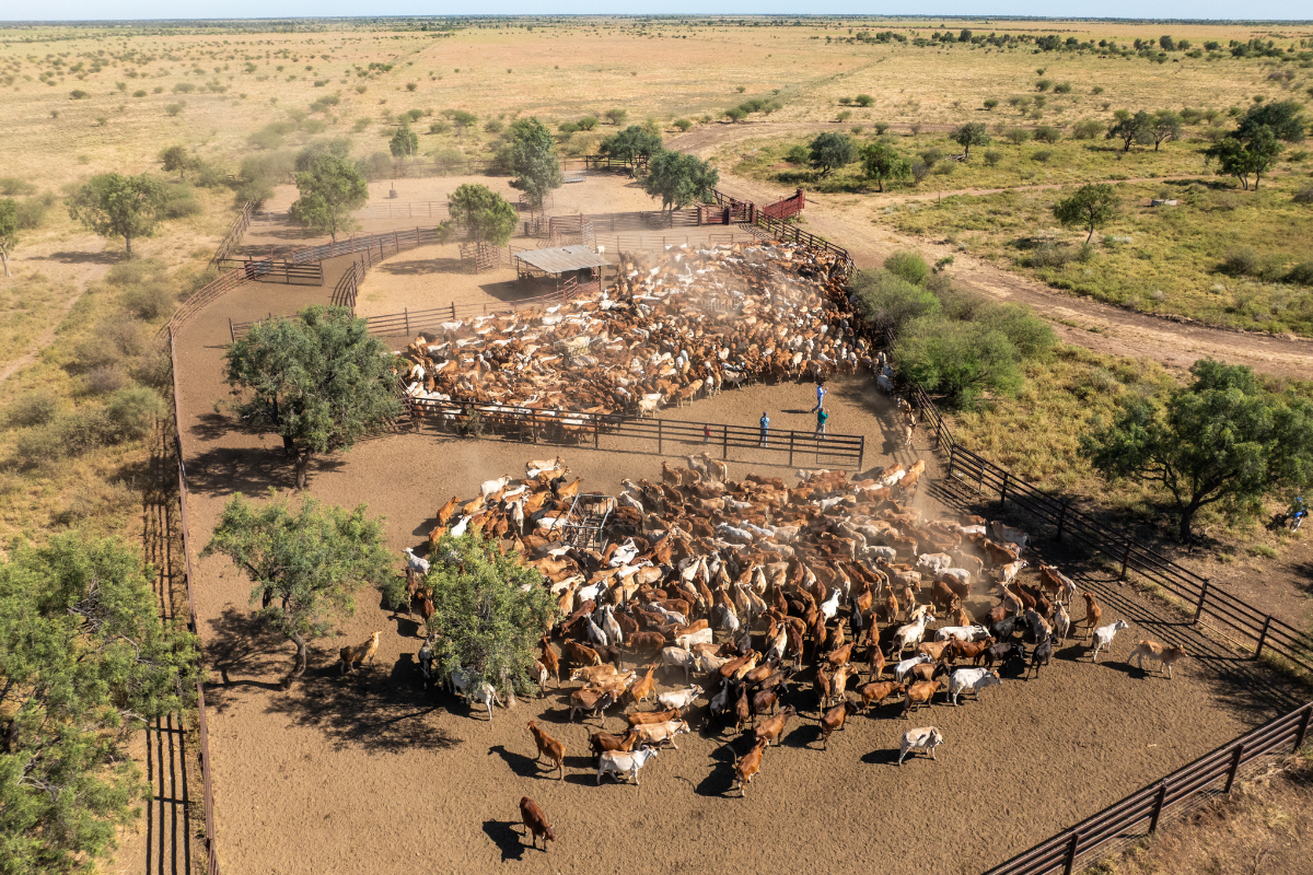 cattle
