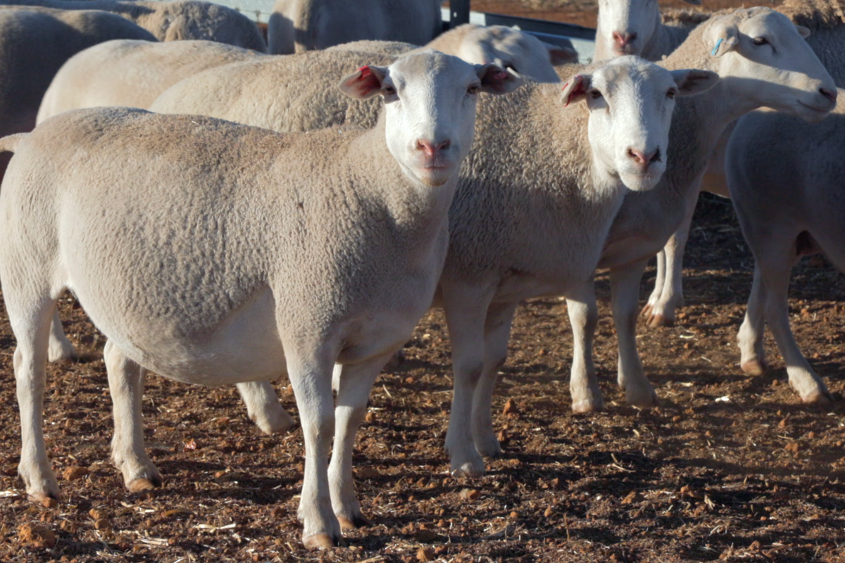 image-blog - shedding-sheep