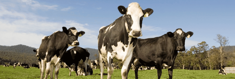 Cattle