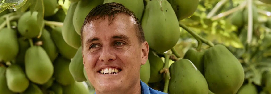 Queensland papaya grower has the taste for innovation