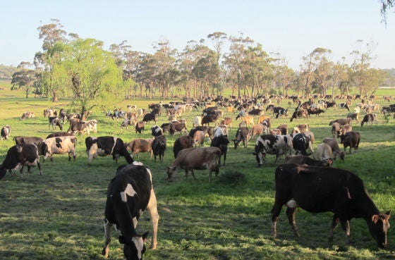 Finger Family Farm - Cows 