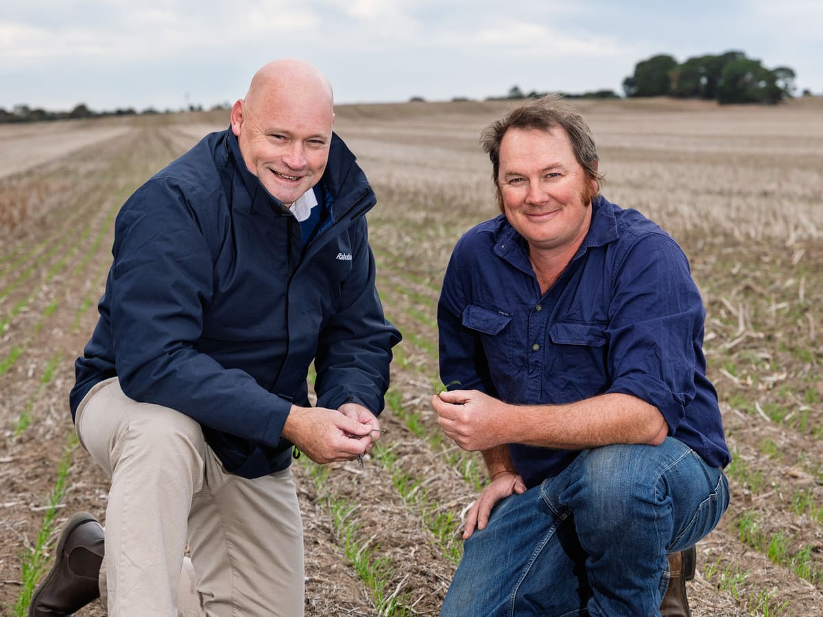 Gavin and Stewart in this season’s crop