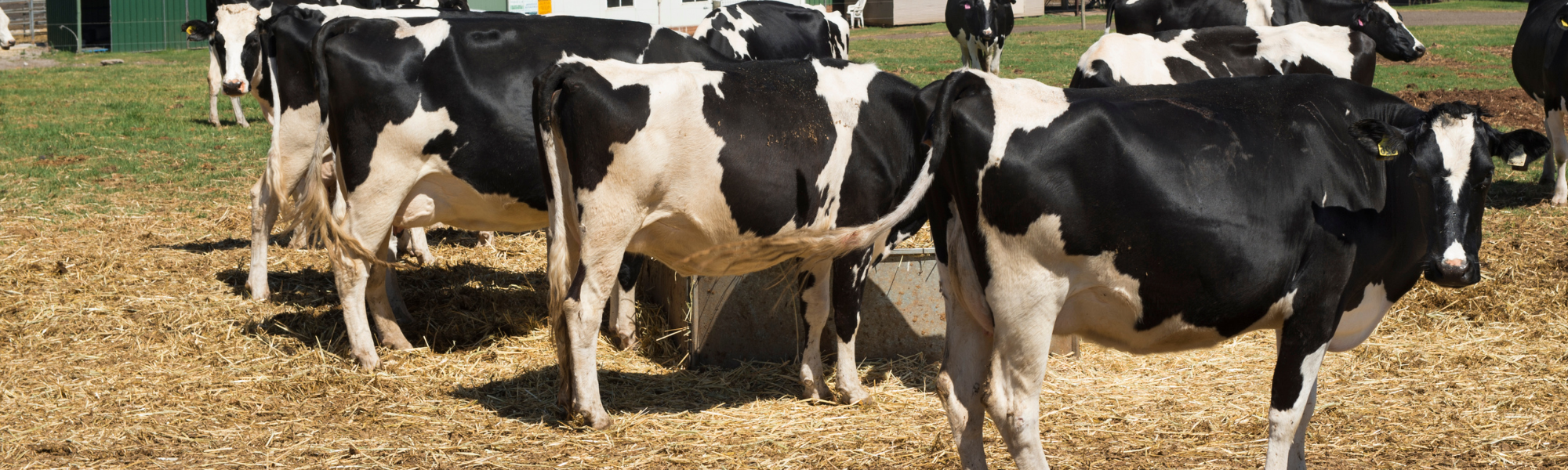 Dairy cows
