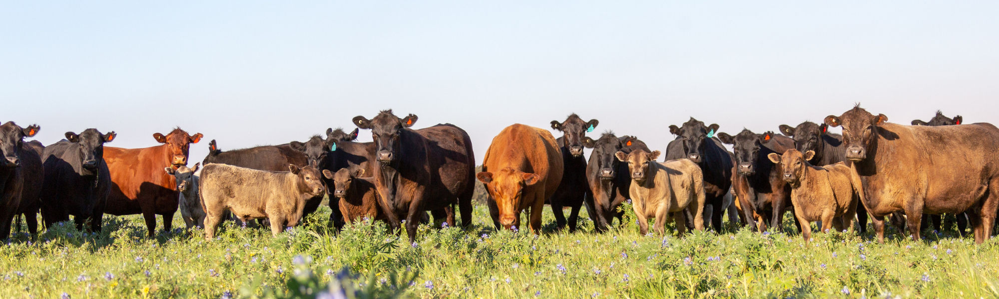 cows in paddock