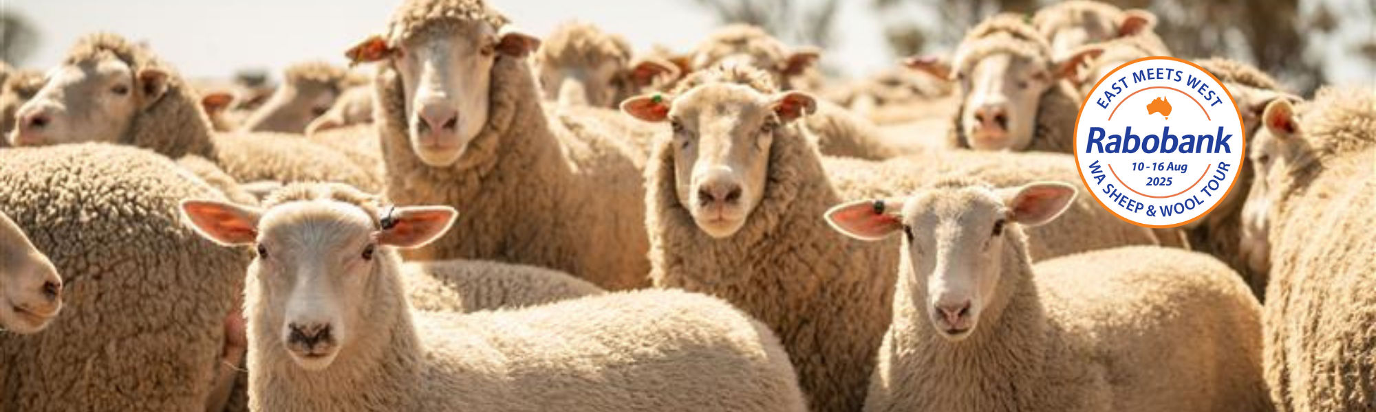 Western Australia Sheep and Wool Tour