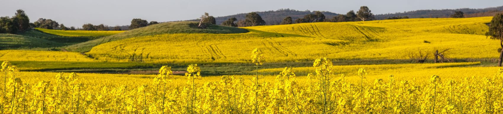 Canola fields at Berrima Southern Highlands against a blue sky