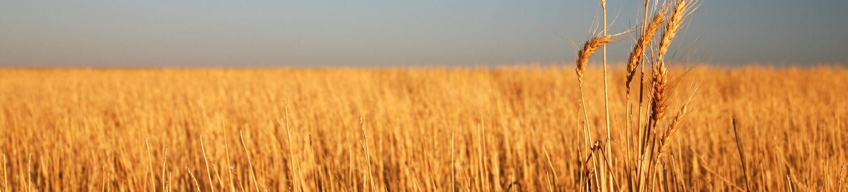 wheat at sunrise