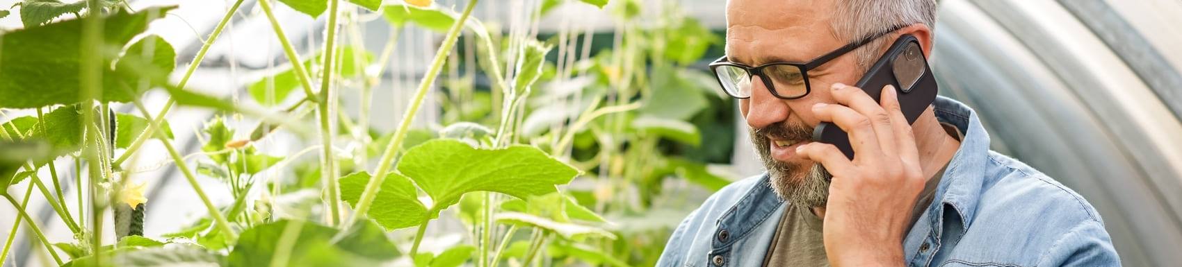 mature adult farmer harvesting cucumbers in a greenhouse ( with mobile phone)