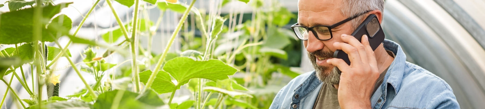 mature adult farmer harvesting cucumbers in a greenhouse ( with mobile phone)