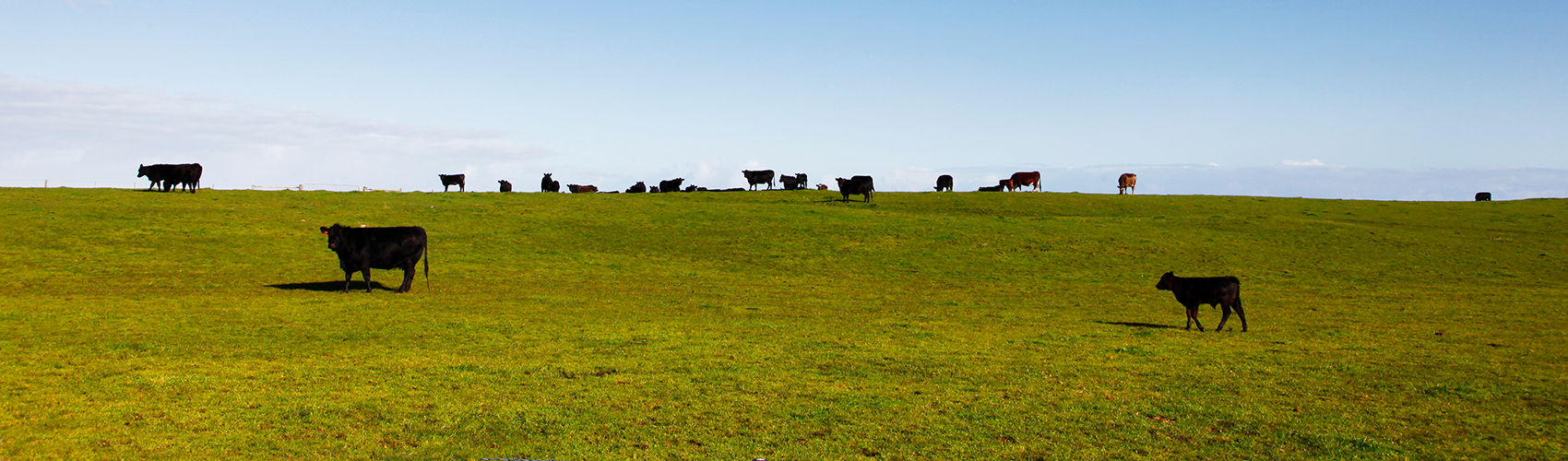 Meet the Armidale Team