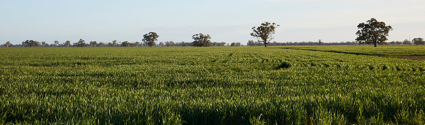 Echuca Branch Header