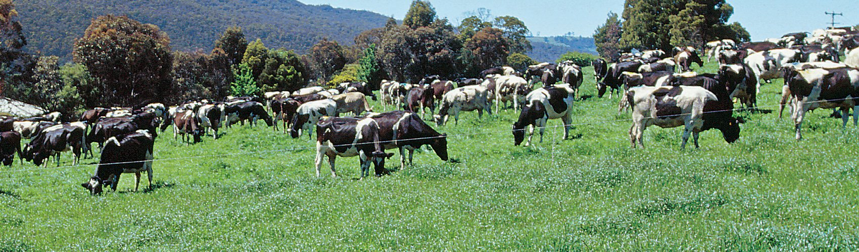 Colac Branch Header