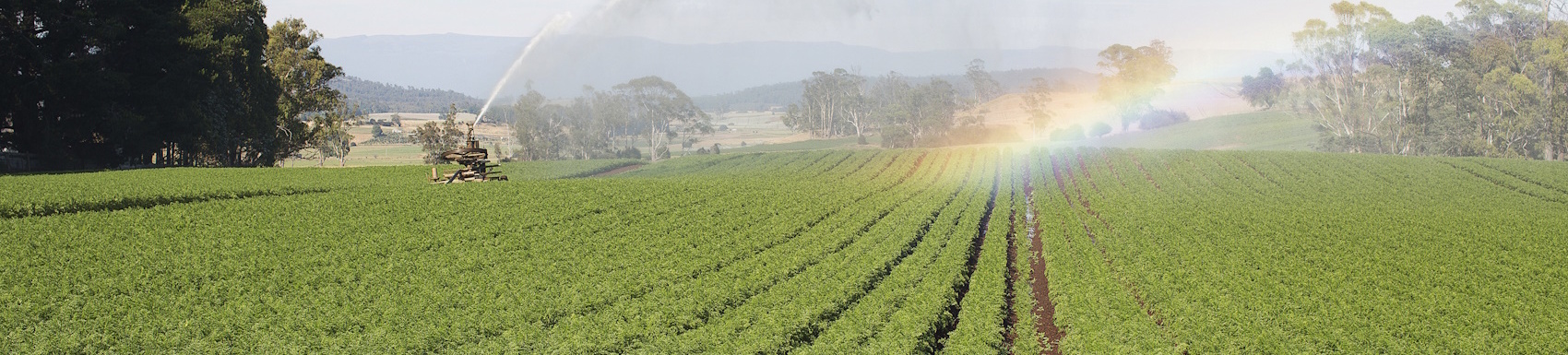 Carrot Crop
