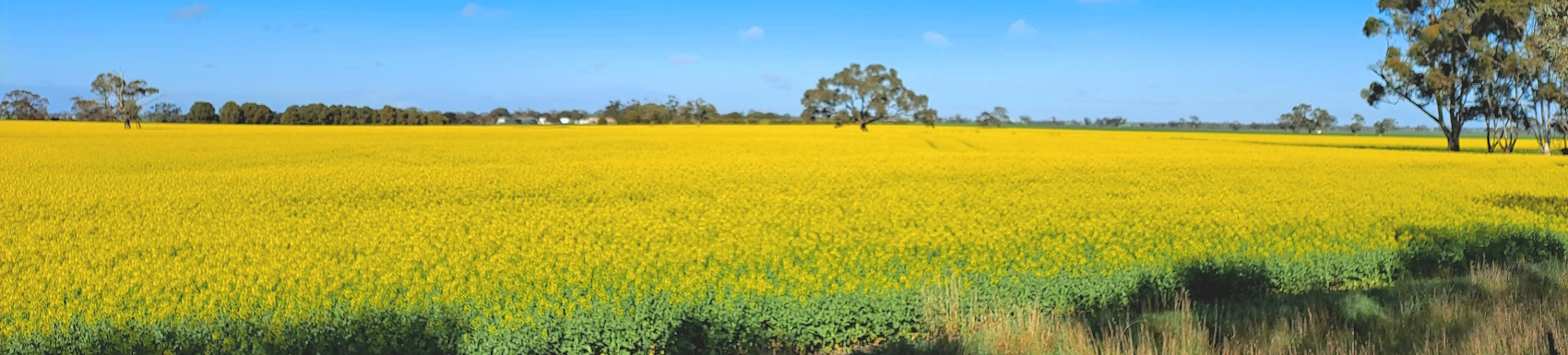 Meet the Albury Team