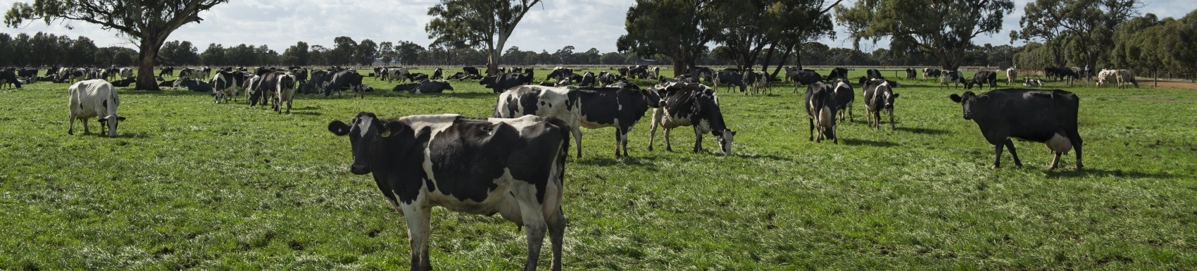 Echuca Branch Header