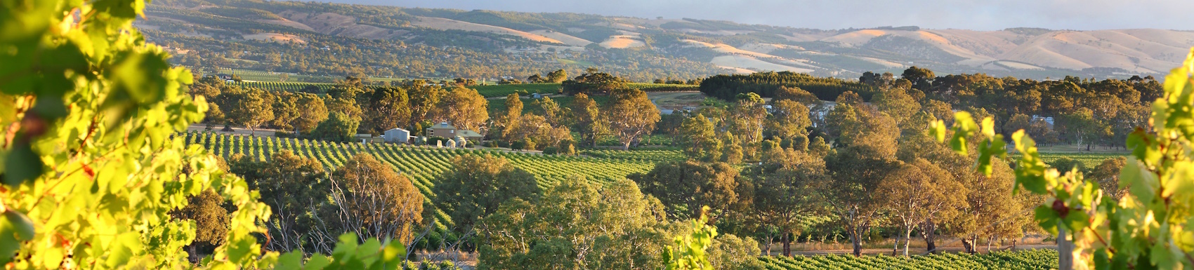 McLaren Vale in South Australia is a wine region beautiful vineyards.