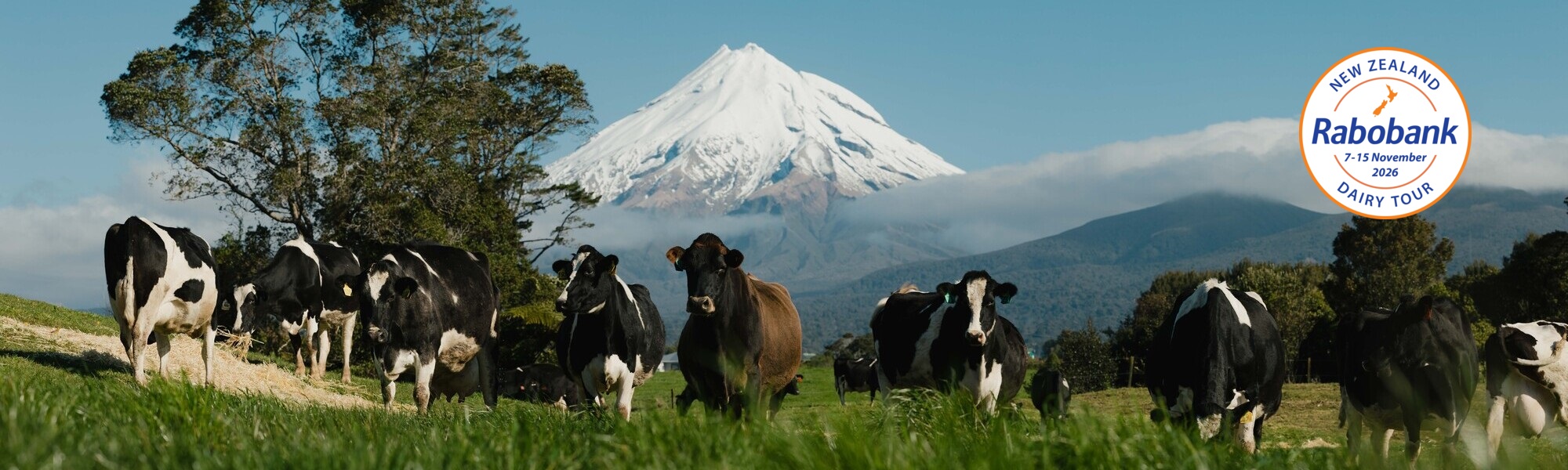 New Zealand Dairy Tour